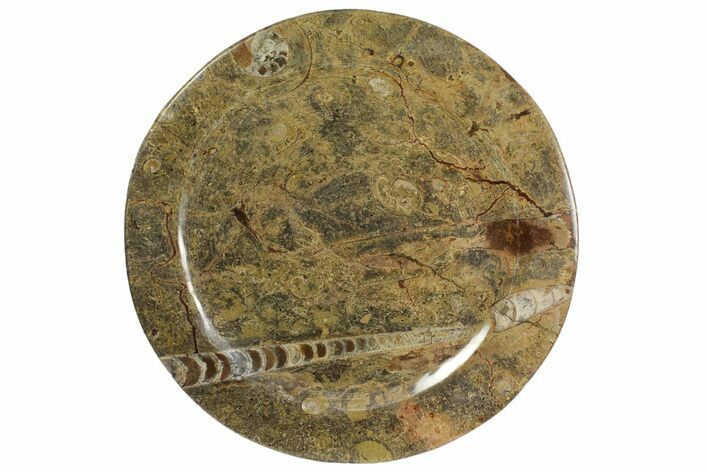 Fossil Orthoceras & Goniatite Round Plate - Stoneware #139500